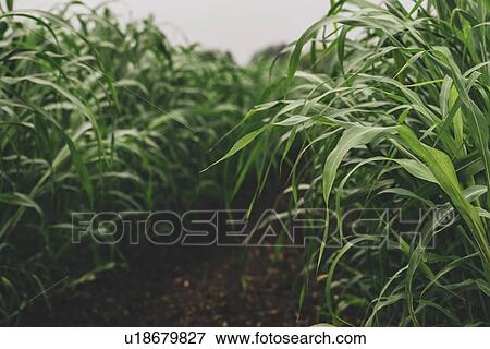 Stock Photo - Sudan grass (Sorghum sudanense) crop. Fotosearch