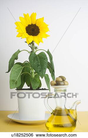 Sunflower plant with a jug of olive oil View Large Photo Image Stock Photograph - Sunflower plant with a jug of olive oil. Fotosearch