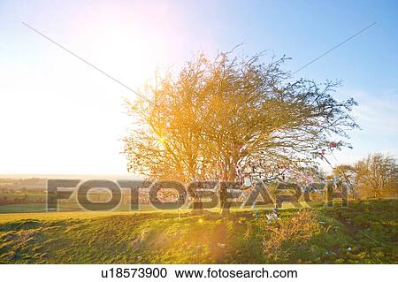 Sunny day of tree in meadow in highlands View Large Photo Image Stock Image - Sunny day of tree in meadow in highlands. Fotosearch