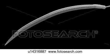 Surgical needle, SEM View Large Photo Image Stock Photo - Surgical needle, SEM. Fotosearch