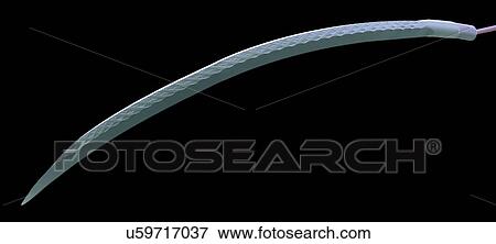 Stock Photo - Surgical needle, SEM. Fotosearch