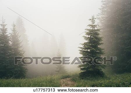 Stock Image - Thick fog covering forest. Fotosearch