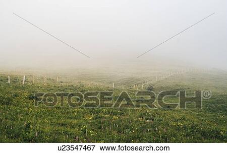 Thick fog over meadow View Large Photo Image Stock Photo - Thick fog over meadow. Fotosearch