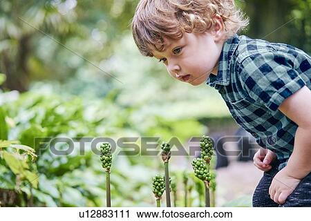 Toddler discovering plant in park View Large Photo Image Stock Image - Toddler discovering plant in park. Fotosearch