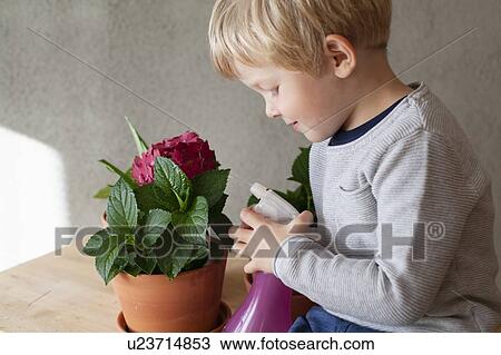 Toddler watering potted flower in indoor garden View Large Photo Image Stock Image - Toddler watering potted flower in indoor garden. Fotosearch