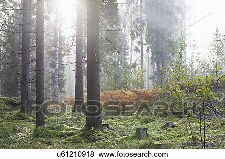 Tranquil scene in forest View Large Photo Image Stock Photo - Tranquil scene in forest. Fotosearch
