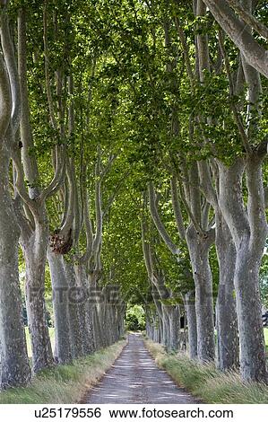 Tree lined path View Large Photo Image Stock Photograph - Tree lined path. Fotosearch