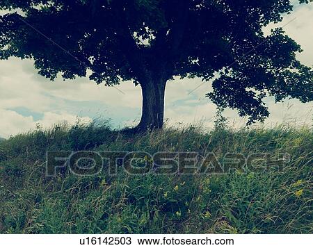 Tree on grassy hill View Large Photo Image Stock Image - Tree on grassy hill. Fotosearch