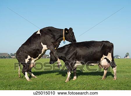 Two cows facing each other, one rearing up. View Large Photo Image Stock Image - Two cows facing each other, one rearing up.. Fotosearch