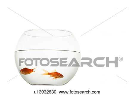 Two goldfish in bowl View Large Photo Image Stock Image - Two goldfish in bowl. Fotosearch