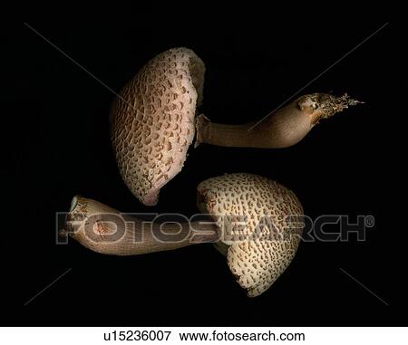 Stock Photo - Two mushrooms on black background. Fotosearch