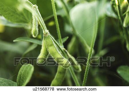 Stock Photo - Unripe soybean pods. Fotosearch