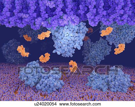 Picture - Vancomycin resistance protein, molecular model. Fotosearch