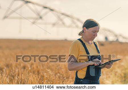 Wheat farmer using tablet in field View Large Photo Image Picture - Wheat farmer using tablet in field. Fotosearch