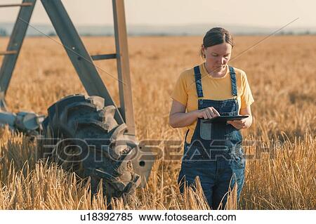 Wheat farmer using tablet in field View Large Photo Image Stock Photography - Wheat farmer using tablet in field. Fotosearch