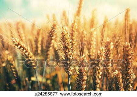 Wheat field View Large Photo Image Stock Photo - Wheat field. Fotosearch