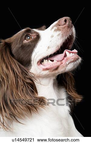 White and Brown Cocker spaniel portrait in studio View Large Photo Image Stock Image - White and Brown Cocker spaniel portrait in studio. Fotosearch