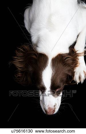 Stock Image - White and Brown Cocker spaniel portrait in studio. Fotosearch