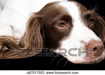 Stock Image - White and Brown Cocker spaniel portrait in studio. Fotosearch