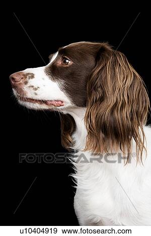 Stock Photo - White and Brown Cocker spaniel portrait in studio. Fotosearch