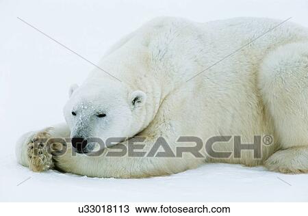 Stock Image - White Polar Bear sleeping on ice. Fotosearch