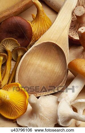 Stock Photograph - Wild mushrooms and wooden ladle, Albatrellus ovinus, Cantharellus cibarius, Cantharellus tubaeformis, Lactarius rufus, and Russula decolorans. Fotosearch
