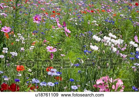 Stock Photo - Wildflowers in meadow. Fotosearch