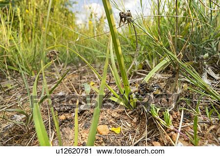 Stock Image - Wolf spider at nest entrance. Fotosearch