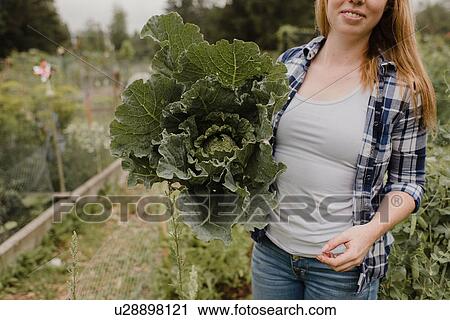 Stock Image - Woman carrying cabbage at allotment. Fotosearch