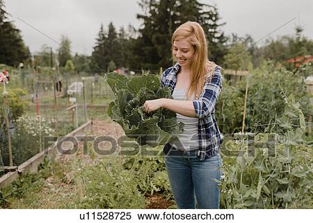 Stock Photography - Woman carrying cabbage at allotment. Fotosearch