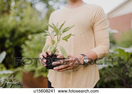 Woman gardener tending to seedlings View Large Photo Image Stock Image - Woman gardener tending to seedlings. Fotosearch