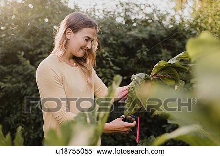 Stock Photography - Woman gardener with fresh produce from garden. Fotosearch