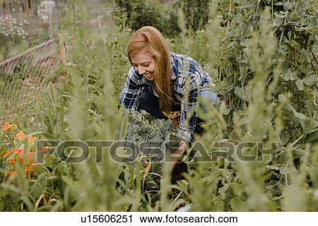 Woman gardening at allotment View Large Photo Image Stock Image - Woman gardening at allotment. Fotosearch