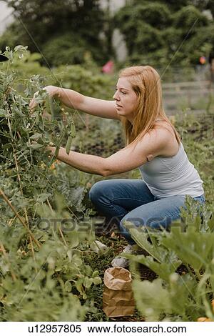 Stock Photography - Woman gardening at allotment. Fotosearch