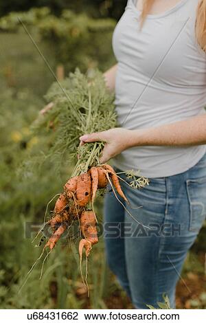 Woman holding bunch of carrots at allotment View Large Photo Image Stock Image - Woman holding bunch of carrots at allotment. Fotosearch