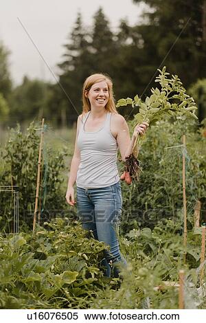 Woman holding bunch of potatoes at allotment View Large Photo Image Stock Photography - Woman holding bunch of potatoes at allotment. Fotosearch