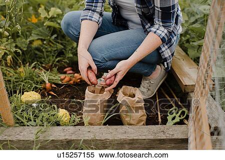 Stock Photography - Woman placing potatoes into brown bag at allotment. Fotosearch