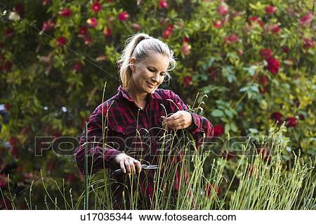 Woman pruning flowers in garden View Large Photo Image Picture - Woman pruning flowers in garden. Fotosearch