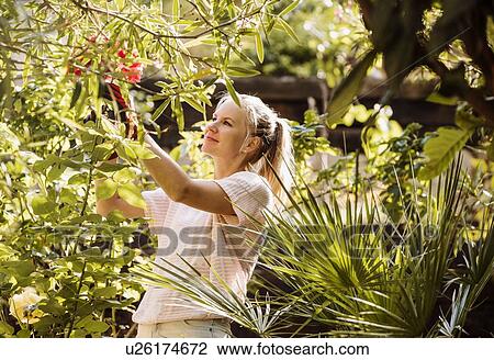 Woman pruning flowers in garden View Large Photo Image Stock Image - Woman pruning flowers in garden. Fotosearch