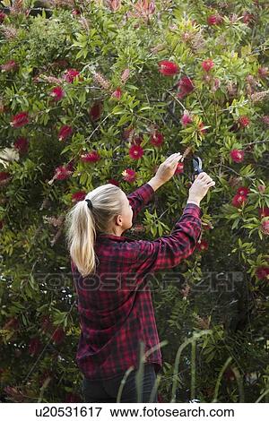 Stock Photo - Woman pruning flowers in garden. Fotosearch