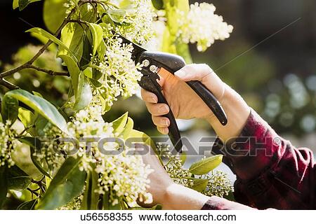 Woman pruning flowers in garden View Large Photo Image Stock Photography - Woman pruning flowers in garden. Fotosearch