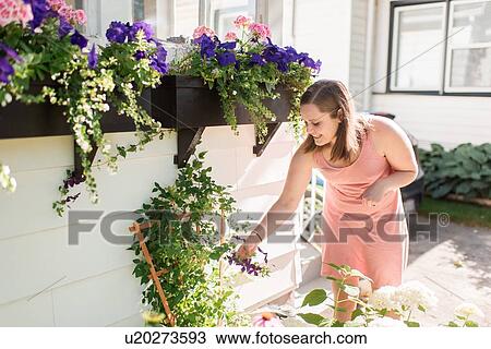 Woman tending to flowers in garden View Large Photo Image Stock Image - Woman tending to flowers in garden. Fotosearch