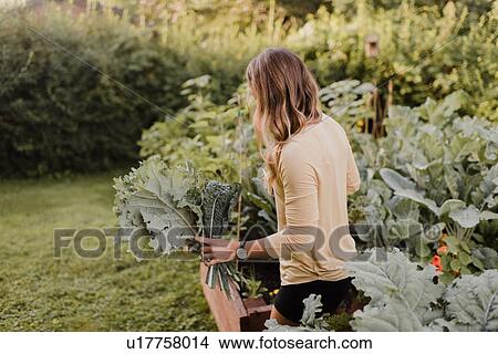 Picture - Woman tending to plants and vegetables in garden. Fotosearch