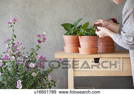 Stock Photo - Woman tending to potted plants in indoor garden. Fotosearch