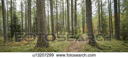 Woods, Vrsic Pass, Julian Alps, Triglav National Park, Upper Carniola, Slovenia View Large Photo Image Stock Photo - Woods, Vrsic Pass, Julian Alps, Triglav National Park, Upper Carniola, Slovenia. Fotosearch
