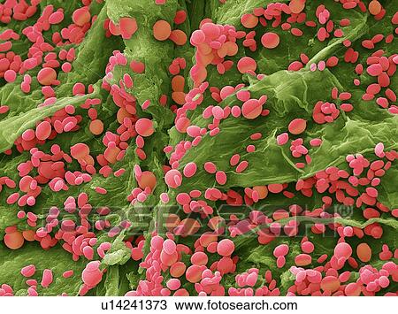 Yeast, SEM View Large Photo Image Stock Image - Yeast, SEM. Fotosearch