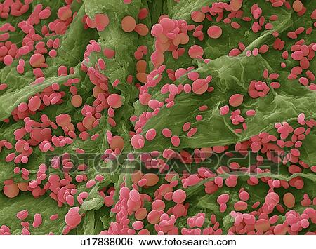 Stock Photograph - Yeast, SEM. Fotosearch