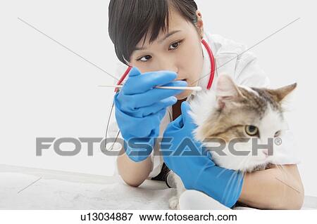 Asian female veterinarian cleaning cat's ear with cotton swab against gray background View Large Photo Image Stock Photo - Asian female veterinarian cleaning cat's ear with cotton swab against gray background. Fotosearch