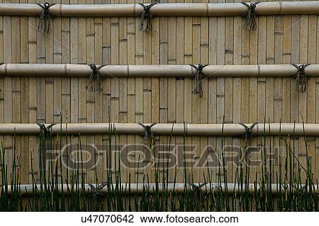 Bamboo wall View Large Photo Image Stock Image - Bamboo wall. Fotosearch
