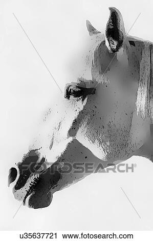 Stock Image - Black and white photo of horse on barn. Fotosearch